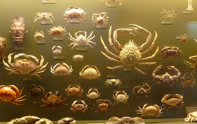 恐怖生物“蟹奴”寄生螃蟹内控制其交配最终成为僵尸螃蟹!(图8)