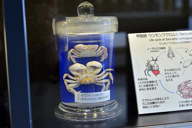 恐怖生物“蟹奴”寄生螃蟹内控制其交配最终成为僵尸螃蟹!(图9)