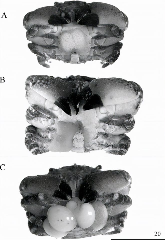 恐怖生物“蟹奴”寄生螃蟹内控制其交配最终成为僵尸螃蟹!(图12)