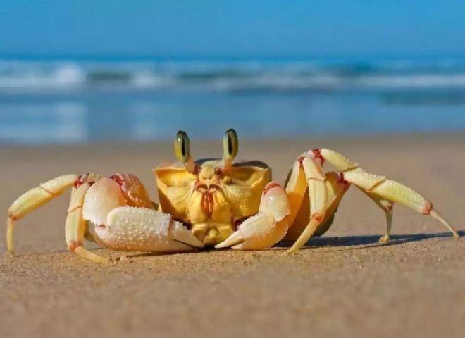 恐怖生物“蟹奴”寄生螃蟹内控制其交配最终成为僵尸螃蟹!(图1)