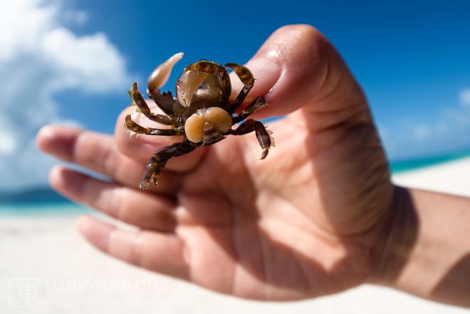 恐怖生物“蟹奴”寄生螃蟹内控制其交配最终成为僵尸螃蟹!(图3)