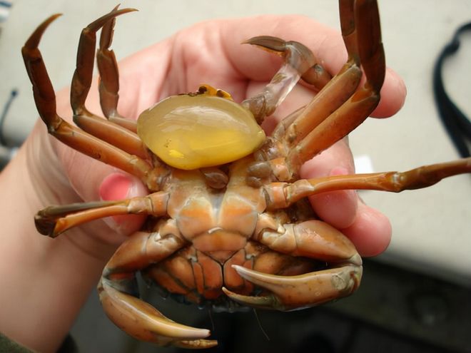 恐怖生物“蟹奴”寄生螃蟹内控制其交配最终成为僵尸螃蟹!(图4)