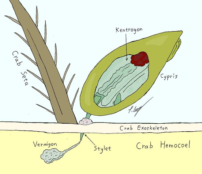 恐怖生物“蟹奴”寄生螃蟹内控制其交配最终成为僵尸螃蟹!(图6)