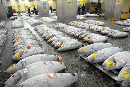 日本退潮马耳他蓝鳍金枪鱼转向中国