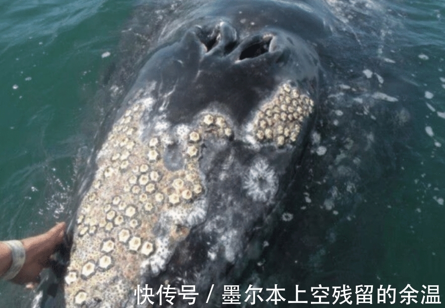 鲸鱼身上的藤壶是什么