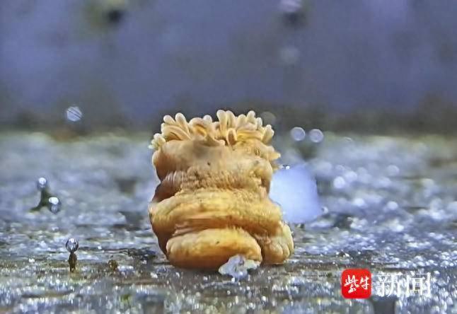 紫牛头条|年轻人流行去超市生鲜区“赶海” 零门槛拥有缤纷海底世界(图1)