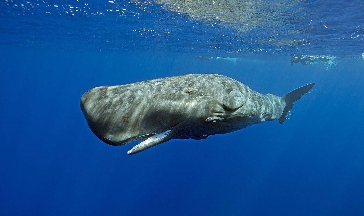 《开局地摊卖大力》第14集