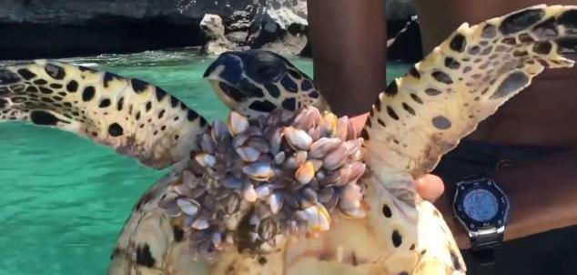 潮声里的文明 -e观文明 - 风(图1) 潮声里的文明 -e观文明 - 文明风