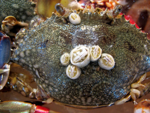 网红发文更新检测报告自证健康评论区有网友质疑其p图(图1) 网红发文更新检测报告自证健康评论区有网友质疑其p图