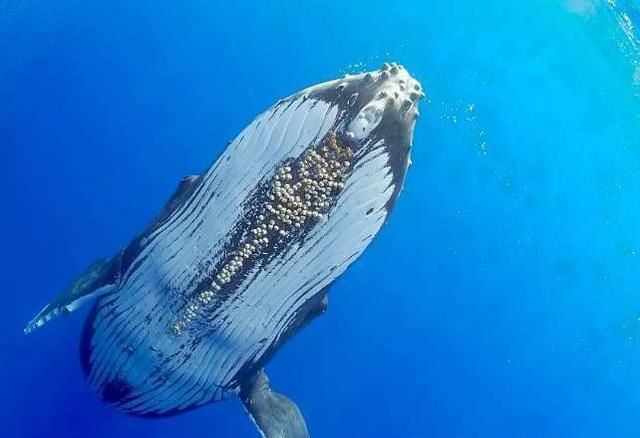 大蓝鲸｜FM937江苏新闻广播