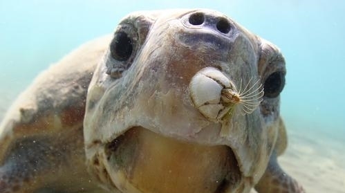 鲸鱼最新资讯-快科技--科技改变未来