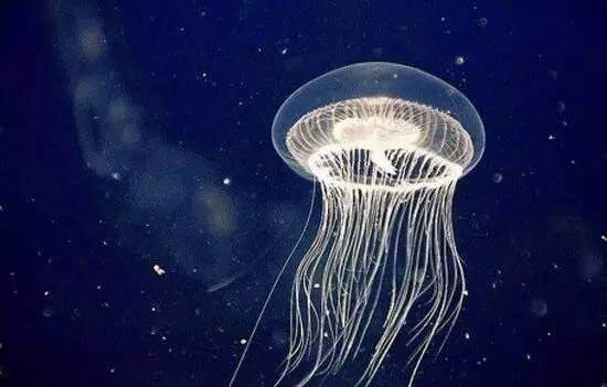 鲸鱼清理藤壶全过程