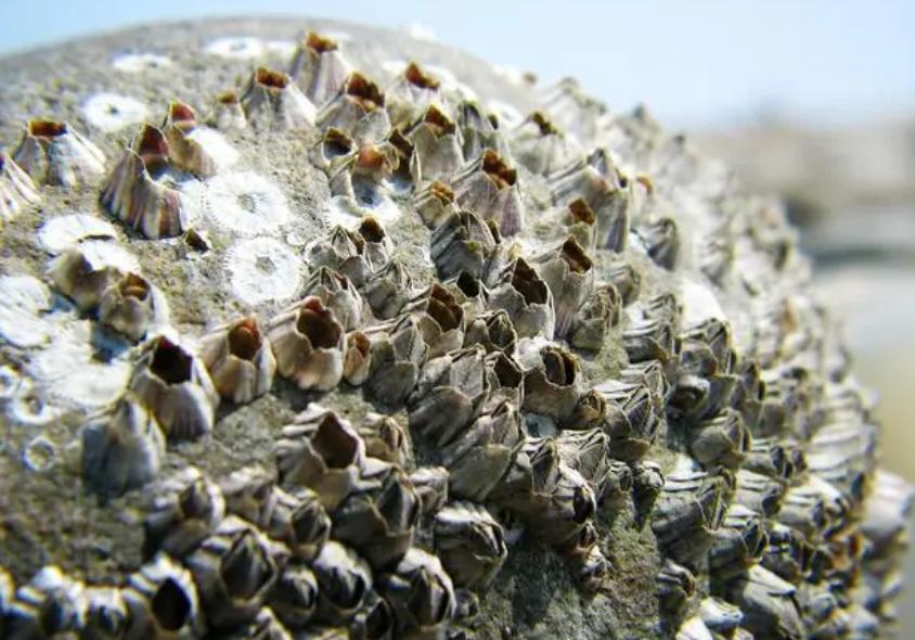 2026北京限号查询(每日更新)