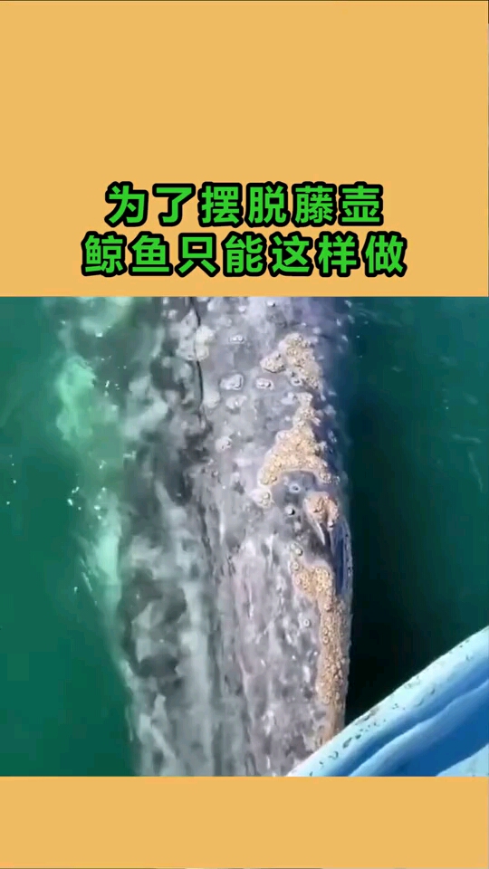 自由行秘籍 厦门5天旅游攻略厦门性价比超高行程规划与必去景点推荐不踩坑不踩雷。