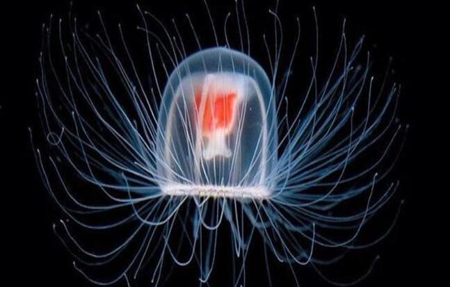 权威发布--中国菏泽网(图1) 权威发布--中国菏泽网