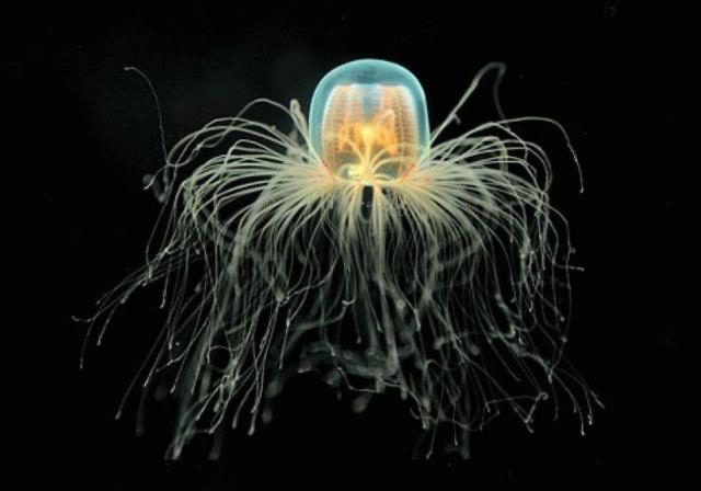 津门探海 沉浸体验：在“深蓝秘境”中触摸未来