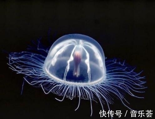 张杰院士:中国研究型大学创建世界一流的后发优势(图1) 张杰院士:中国研究型大学创建世界一流的后发优势