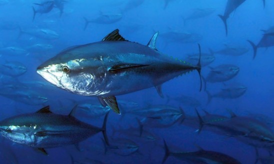 电动邦_太平洋号_太平洋汽车(图1) 电动邦_太平洋号_太平洋汽车