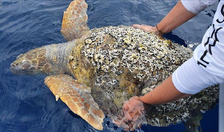 涠洲岛附近向来有不少鲸鱼栖息它们性情温和得很。这不刚瞧见新闻有一艘渔船居然故意在一条鲸鱼出水换气的时候从它身上直接碾压过去结果鲸鱼身上留下了一道特别深的伤痕。几乎所有船只的底部都附着有好几层藤壶。这些密密麻麻的藤壶外壳就像是一把把异常锋利的割刀能在鲸鱼身上留下非