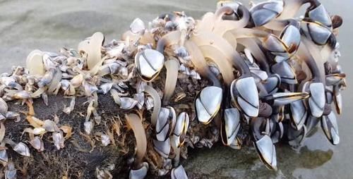 2026年1月9日蛤蜊价格最新行情预测