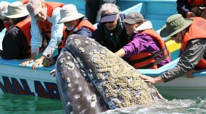 鲸鱼身上的“牛皮癣”藤壶甩都甩不掉网友:好想一个个撬下来(图2)
