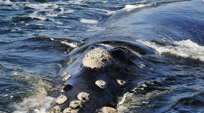 鲸鱼身上的“牛皮癣”藤壶甩都甩不掉网友:好想一个个撬下来(图3)