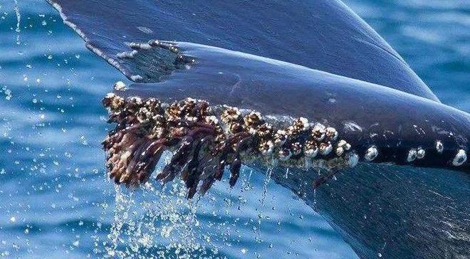 鲸鱼身上的“牛皮癣”藤壶甩都甩不掉网友:好想一个个撬下来(图8)