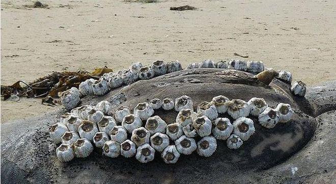 鲸鱼身上的“牛皮癣”藤壶甩都甩不掉网友:好想一个个撬下来(图4)