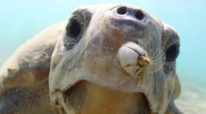 鲸鱼身上的“牛皮癣”藤壶甩都甩不掉网友:好想一个个撬下来(图9)