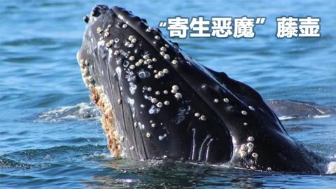 藤壶对动物伤害有多大？霸主鲸鱼都难逃它的魔掌却被人类当美食