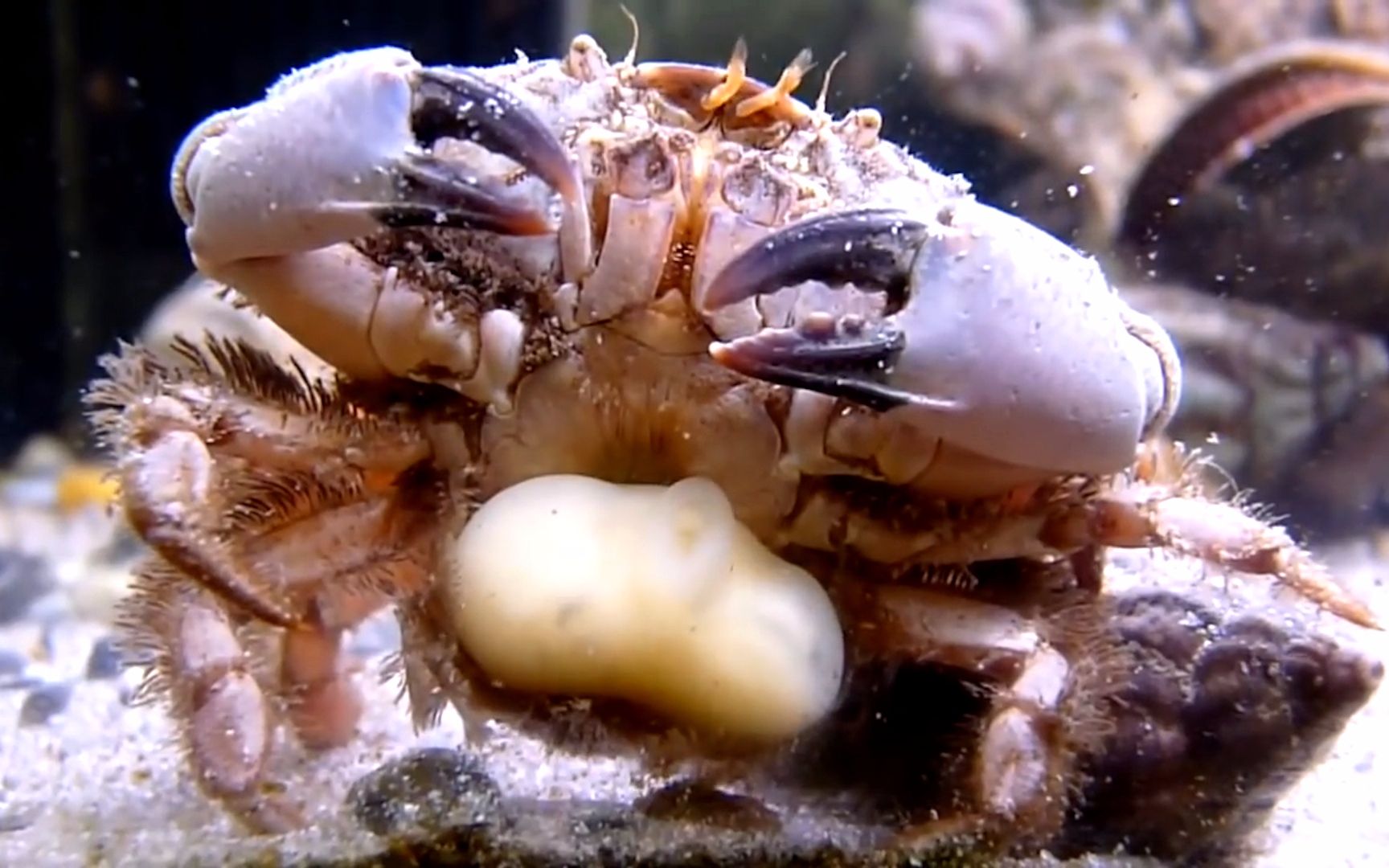 青蟹的病害及防治-蟹奴