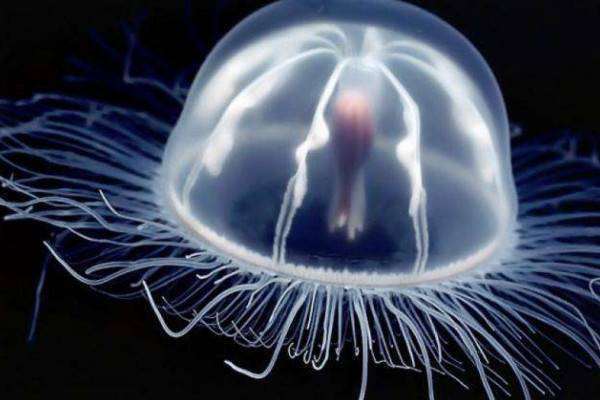 2026年中国牡蛎行业产业链、重点企业分析及投资战略