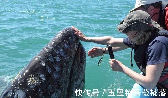 特朗普称与泽连斯基达成协议要“困难得多”