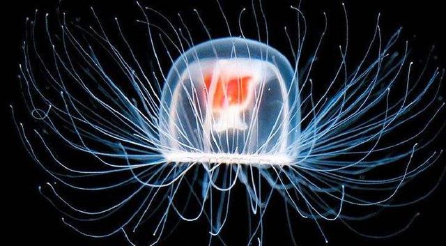 鲸鱼身上的藤壶是什么东西 藤壶对鲸鱼的危害