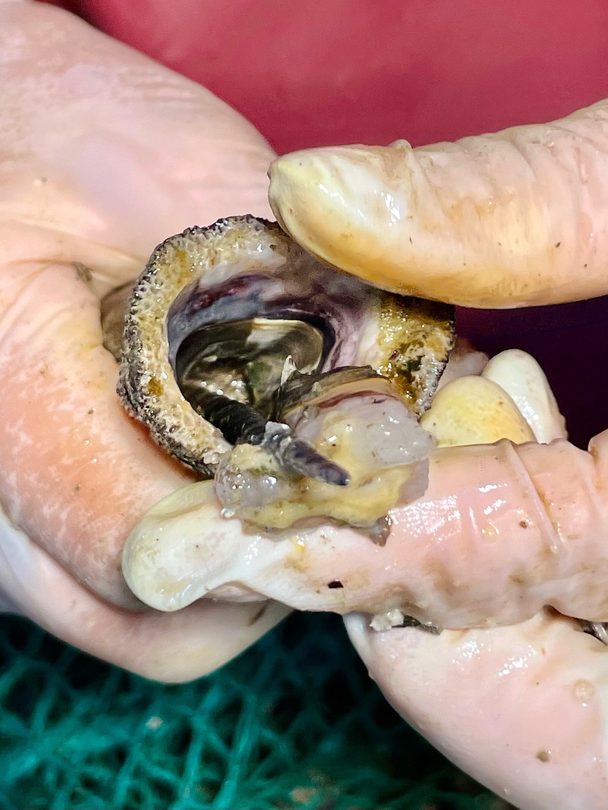 山东黄海岛屿生物资源保护与利用研究所成立