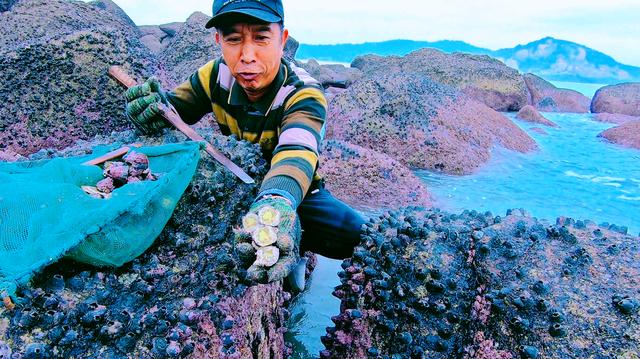 给鲸鱼刮藤壶的全部过程纪录片