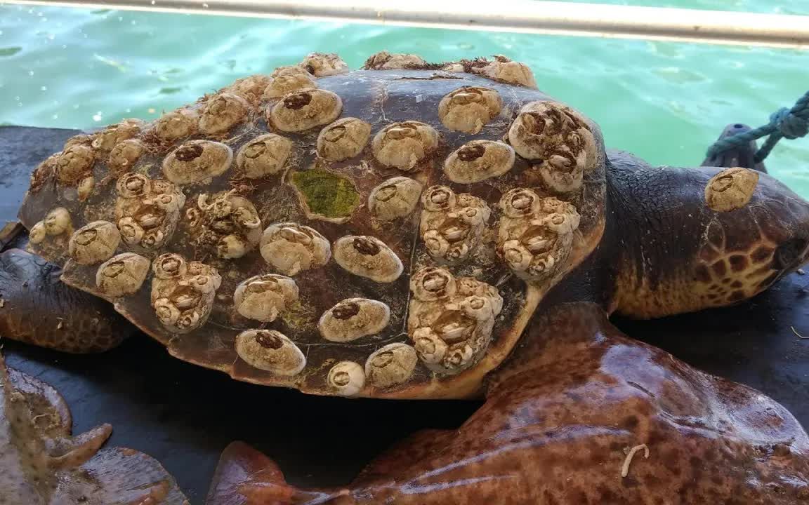 英特尔申请具有含金属鳍状物隔离区域的集成电路结构专利电介质栅极插塞包括含金属电介质材料