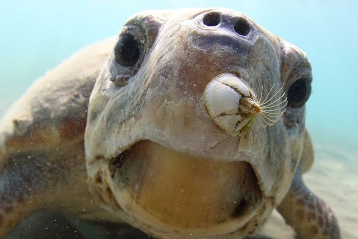 一周展讯｜艺术特展中的肖邦、鲁迅与刘海粟