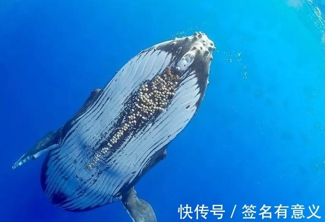 鲸鱼为什么知道人类会清理藤壶