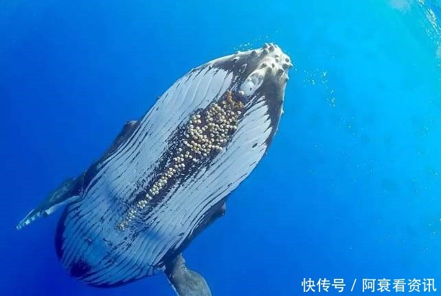 长在鲸鱼身上的藤壶是什么东西