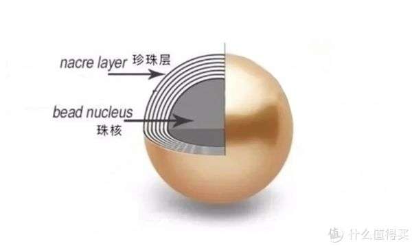 珍珠核是什么做的
