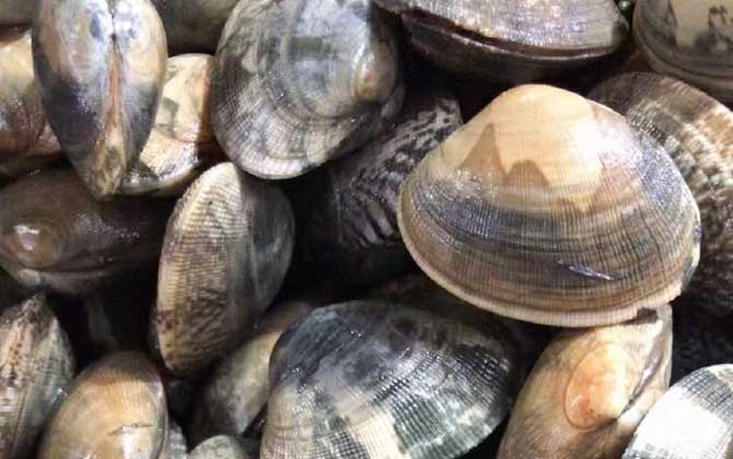 文蛤、油蛤、花蛤……这些贝类小海鲜你会分辨吗？