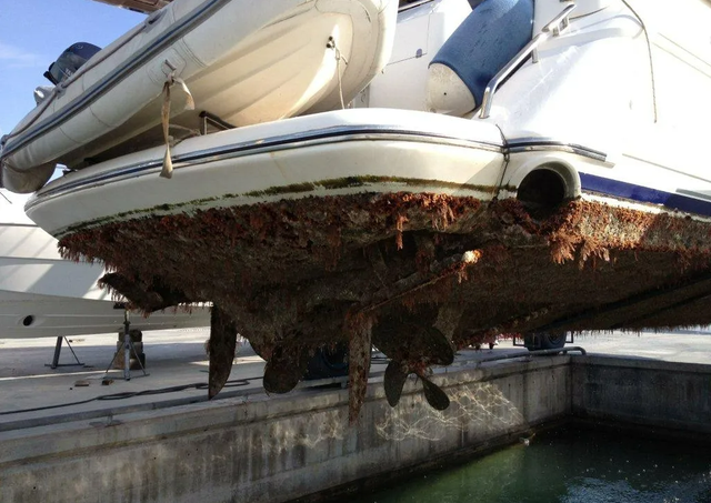 痛心！泰国海岸被斩首“美人鱼”真相曝光迷信与贪婪之下濒危生命的无声悲鸣