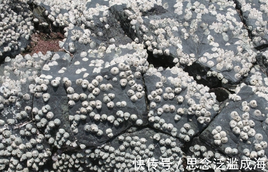 鲸鱼身上的藤壶怎么清除