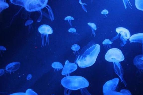 灯塔水母拥有“返老还童”的永生能力为什么它们没有称霸海洋?(图6)