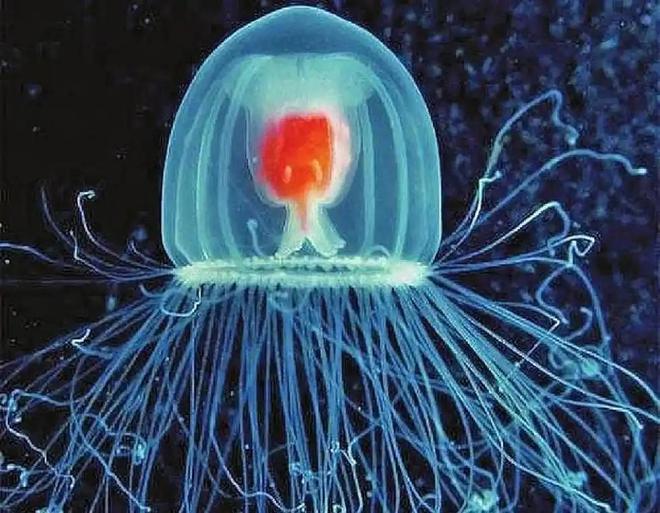 灯塔水母拥有“返老还童”的永生能力为什么它们没有称霸海洋?(图16)