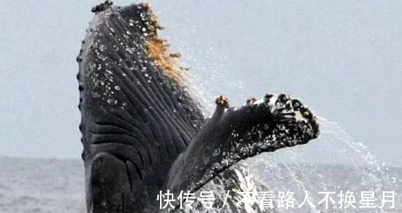 前景研判！2026年中国水下清洗机器人行业市场发展概况分析及投资前景预测（智研咨询）