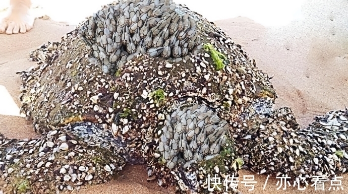 霍尔木兹海峡重启通行却卡在船底藤壶各方观点(图1) 霍尔木兹海峡重启通行却卡在船底藤壶各方观点