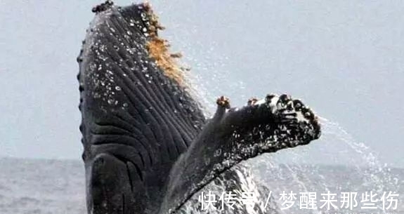 监督相关食品资讯_食品伙伴网