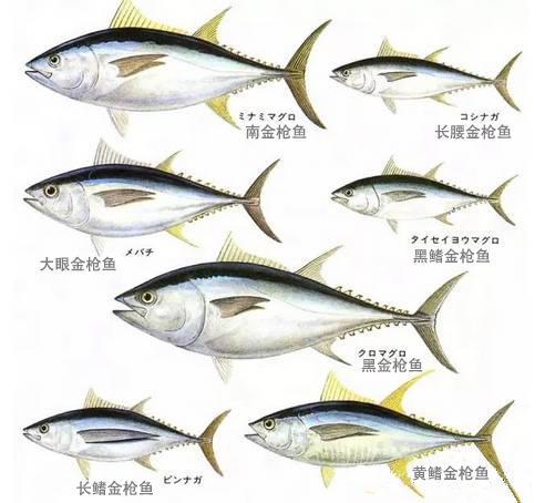 深化闽马海洋产业合作蓝鳍金枪鱼全产业链项目在榕签约(图1) 深化闽马海洋产业合作蓝鳍金枪鱼全产业链项目在榕签约
